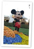 MickeyFloral